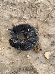 Theretra oldenlandiae