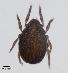 Ameronothridae