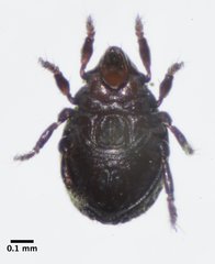 Ameronothridae