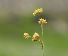 Luzula lutea