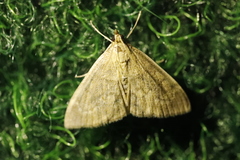 Anania fuscalis