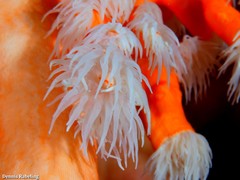 Dendrophyllia ramea