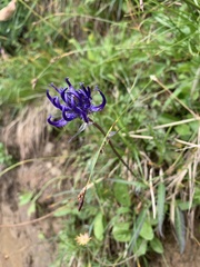 Phyteuma hemisphaericum