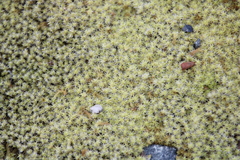 Racomitrium canescens canescens