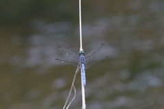 Orthetrum cancellatum