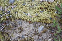 Racomitrium canescens canescens