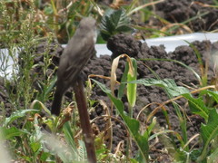 Pyrocephalus rubinus