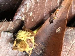 Pheidole xanthogaster