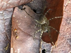 Pheidole xanthogaster