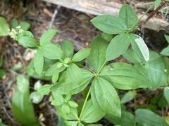Galium oreganum