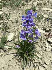 Penstemon caryi