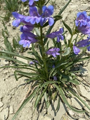Penstemon caryi