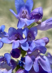 Penstemon caryi