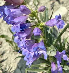 Penstemon caryi