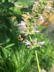 Bombus vagans