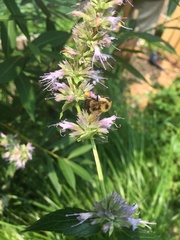 Bombus vagans