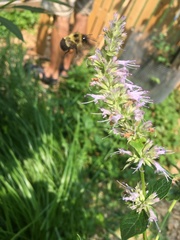 Bombus vagans
