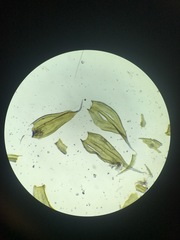 Racomitrium canescens canescens