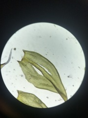 Racomitrium canescens canescens