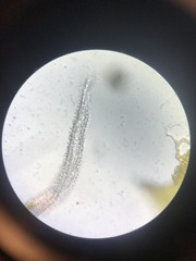 Racomitrium canescens canescens