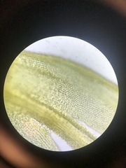 Racomitrium canescens canescens