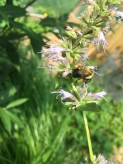 Bombus vagans