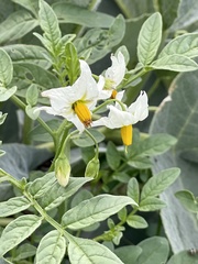 Solanum jamesii