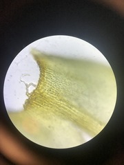 Racomitrium canescens canescens