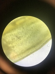 Racomitrium canescens canescens