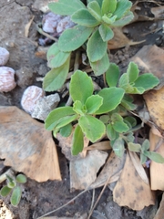 Tracheophyta