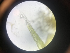 Racomitrium canescens canescens