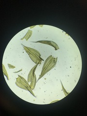 Racomitrium canescens canescens