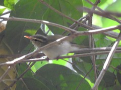 Phylloscopus occipitalis