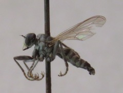 Lissoteles