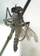 Lissoteles