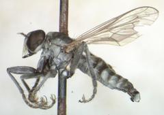 Lissoteles