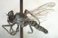 Lissoteles
