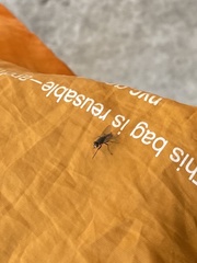 Musca domestica