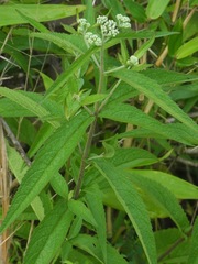 Eupatorium × truncatum