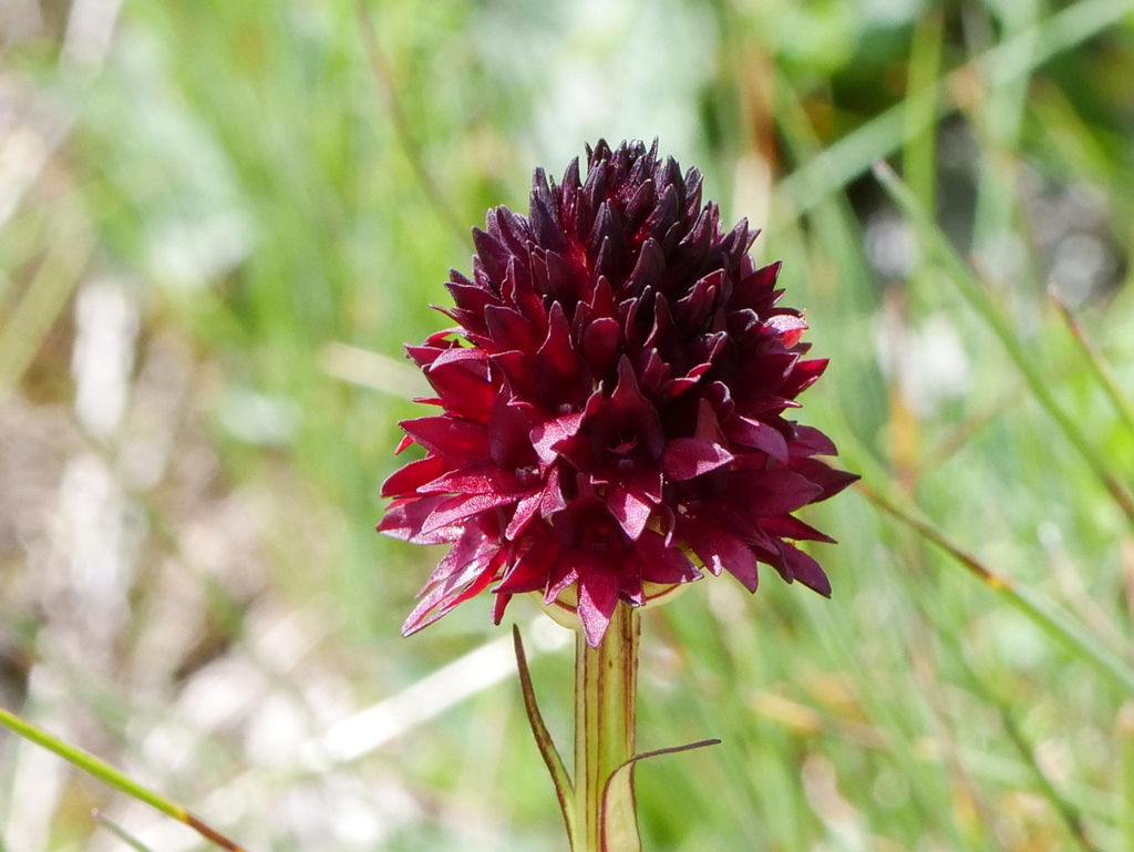 Gymnadenia austriaca