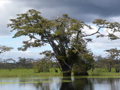 Macrolobium acaciifolium