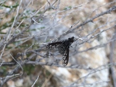 Conophorus fenestratus