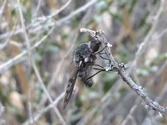 Conophorus fenestratus