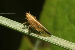 Stenocranus major