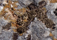 Psora pseudorussellii