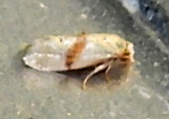 Cochylis caulocatax