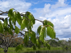 Macrolobium acaciifolium