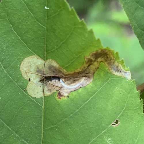Pecan Leafminer Moth photo 5