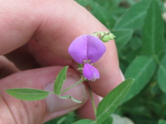 Desmodium batocaulon