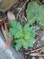 Tracheophyta